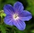 Geranium 'Criss Canning'