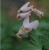 Dicentra cucullaria 'Pittsburg'