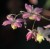 Epimedium x versicolor 'Discolor'