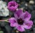 Geranium cinereum 'Lawrence Flatman'