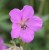 Geranium pratense ssp. stewartianum 'Elizabeth Yeo'