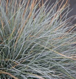 Festuca