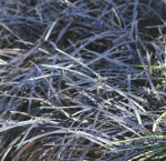 Ophiopogon