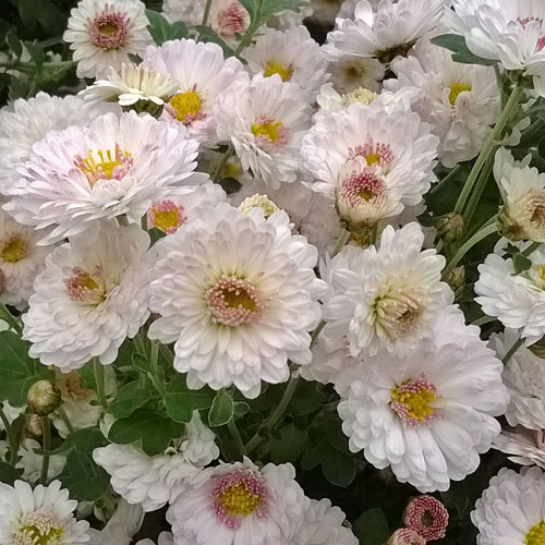 Chrysanthemum 'Purleigh White'
