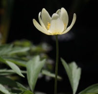 Wood Anemones - part 2