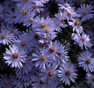 New names for some Asters