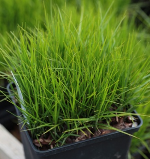Carex muskingumensis 'Little Midge'