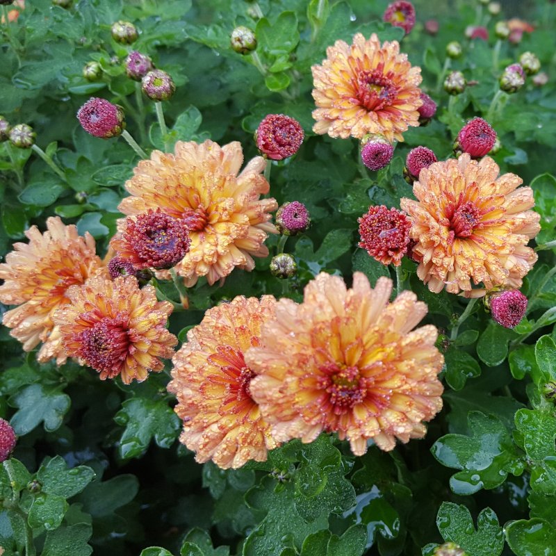 Chrysanthemum 'Peterkin'