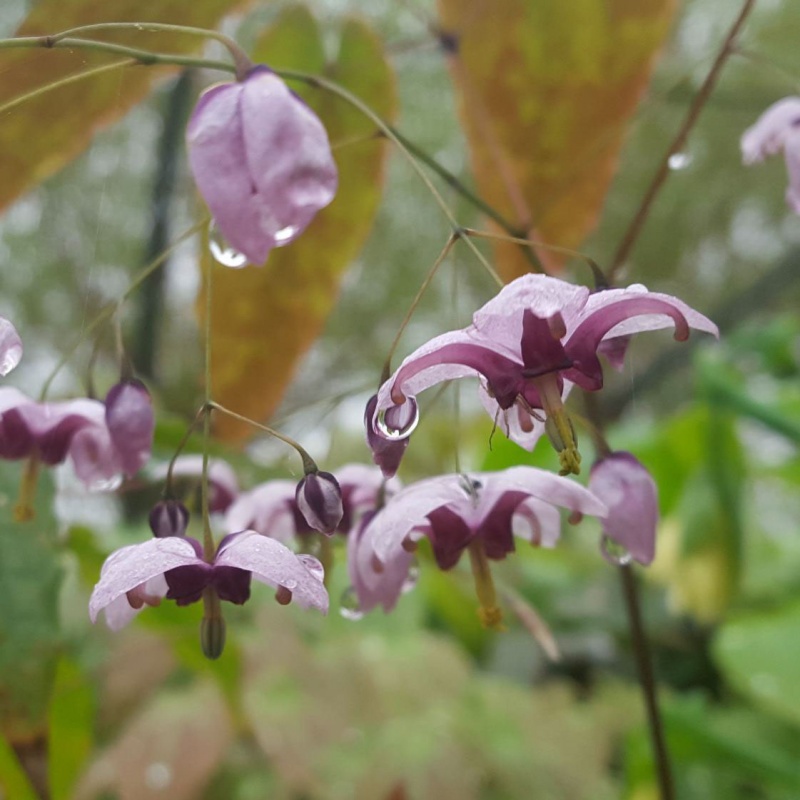 Epimedium 'Kaguyahime'