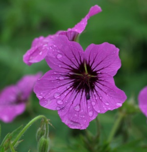 Geranium Patricia 'Brempat'