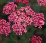 Achillea