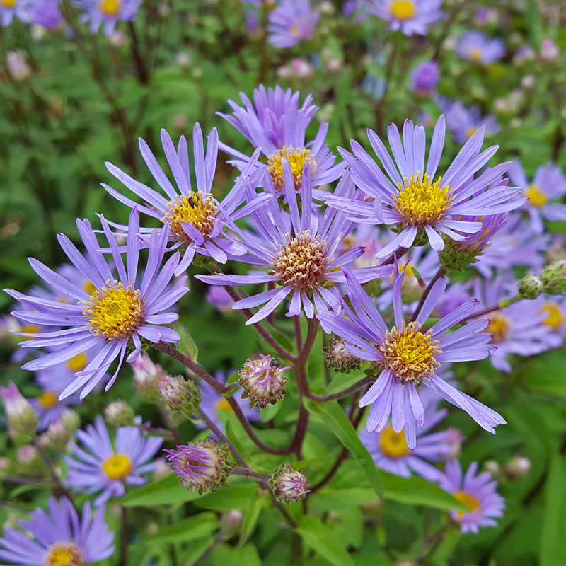 Perennials for Bees, Butterflies, Hoverflies etc Hardy Geraniums