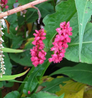 Persicaria amplexicaulis 'Inverleith'