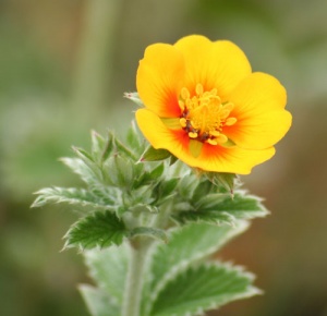 Potentilla atrosanguinea var. argyrophylla
