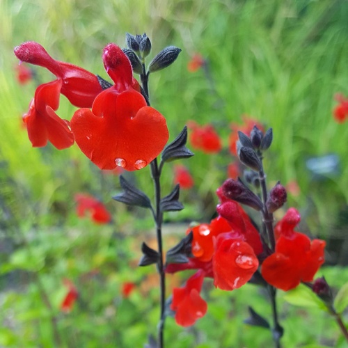 Salvia 'Royal Bumble'