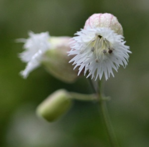 Silene fimbriata