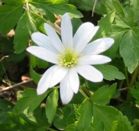 Anemone apennina var. albiflora