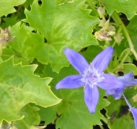Campanula garganica 'Dickson's Gold'