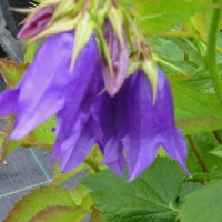Campanula 'Kent Belle'