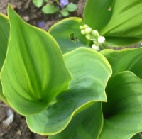 Convallaria majalis 'Haldon Grange'