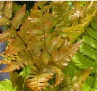Dryopteris erythrosora