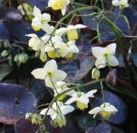 Epimedium x versicolor 'Neosulphureum'
