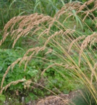 Festuca 'Hogar'