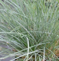 Festuca ovina 'Sohrew�ld'