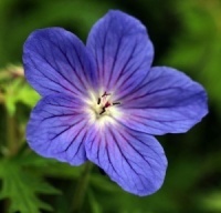 Geranium 'Criss Canning'