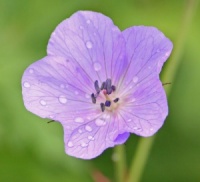Geranium 'Natalie'