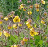 Geum x intermedium