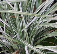 Liriope spicata 'Gin-ryu'