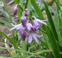 Ophiopogon wallichianus