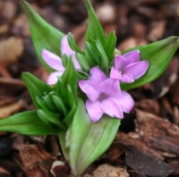 Polygonatum hookeri