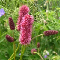 Sanguisorba menziesii