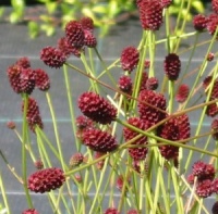 Sanguisorba 'Tanna'