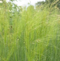 Stipa capillata