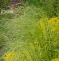 6 Grasses for Dry Sun