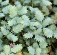 Acaena buchananii
