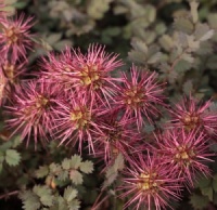 Acaena microphylla 'Kupferteppich'