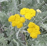 Achillea clypeolata