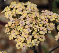 Achillea 'Forncett Citrus'