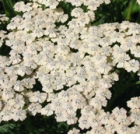 Achillea 'Forncett Ivory'