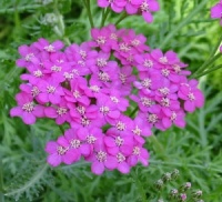 Achillea 'Lilac Beauty'