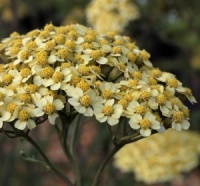 Achillea 'Martina'