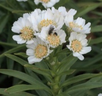 Achillea ptarmica 'Nana Compacta'
