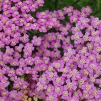 Achillea 'Sally'