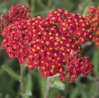 Achillea 'Walther Funcke'