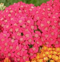 Achillea 'Rose Madder'