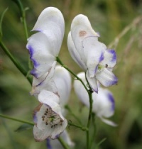 Aconitum x cammarum 'Eleonora'